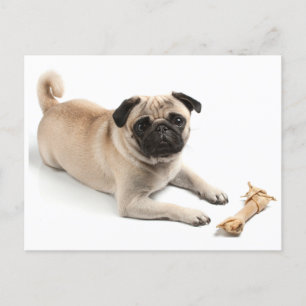 Pug Puppy Dog Greeting Briefkaart