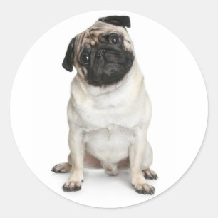 Pug Puppy Dog Greeting Stickers/Labels Ronde Sticker