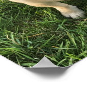 Pug Puppy Foto Poster (Hoek)