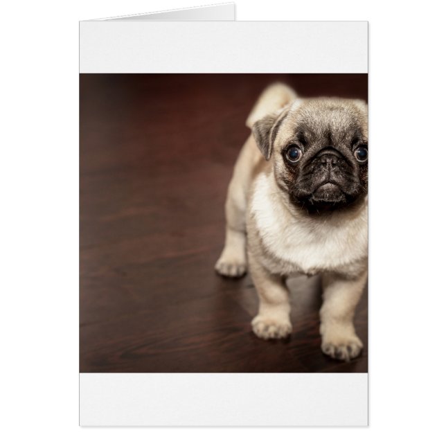 pug-puppy in sepia (Voorkant)