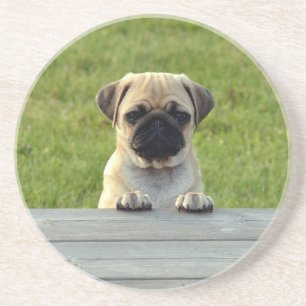 Pug Puppy Liefdevolle Foto Zandsteen Onderzetter