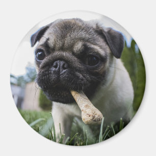 Pug Puppy Magneet