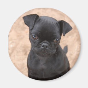 Pug puppy magnet magneet
