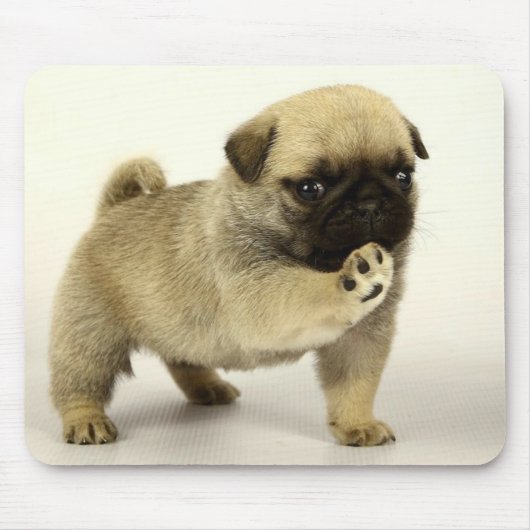Pug Puppy Muismat (Voorkant)