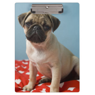 Pug puppy op bed klembord