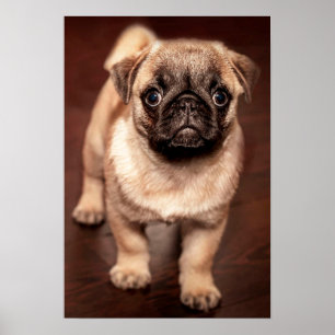 Pug Puppy Poster