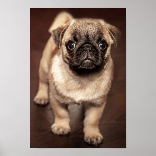 Pug Puppy Poster (Voorkant)