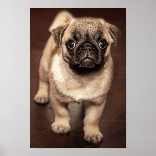 Pug Puppy Poster (Voorkant)