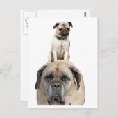 Pug Riding a Mastiff Briefkaarten (Voorkant / Achterkant)