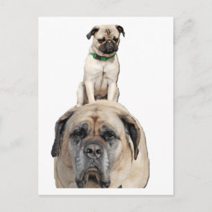 Pug Riding a Mastiff Briefkaarten