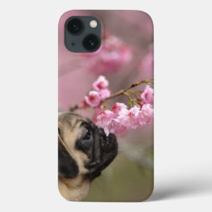 Pug Smelling Cherry Blossom iPhone 13 Hoesje
