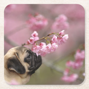 Pug Smelling Cherry Blossom Vierkante Kartonnen Onderzetter