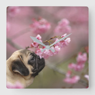 Pug Smelling Cherry Blossom Vierkante Klok