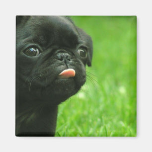 Pug Square Magnet Magneet