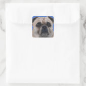 Pug stickers (Tas)