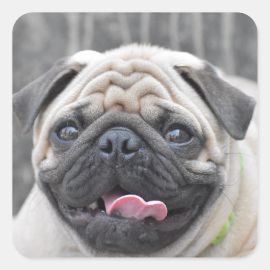 Pug Stickers (Voorkant)