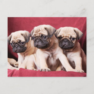 Pug-triplets Briefkaart