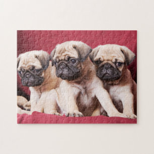 Pug Triplets Legpuzzel