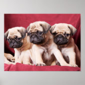 Pug Triplets Poster (Voorkant)