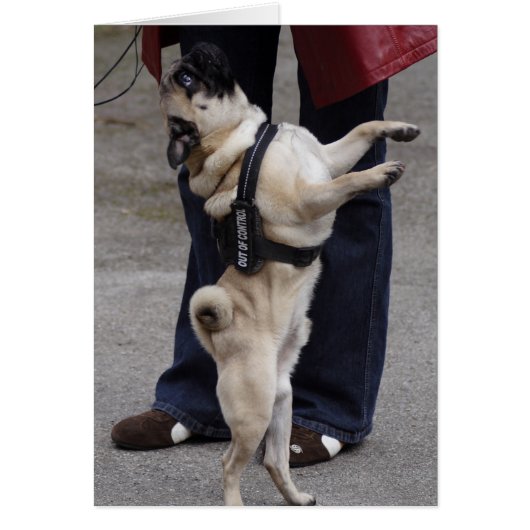 Pug uit controle (Voorkant)