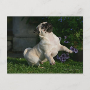 Pug van Fawn Puppy Briefkaart