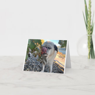 Pug verjaardag grappig kaart