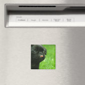 Pug vierkante magneet (Insitu (Vaatwasser))