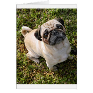 pug vol