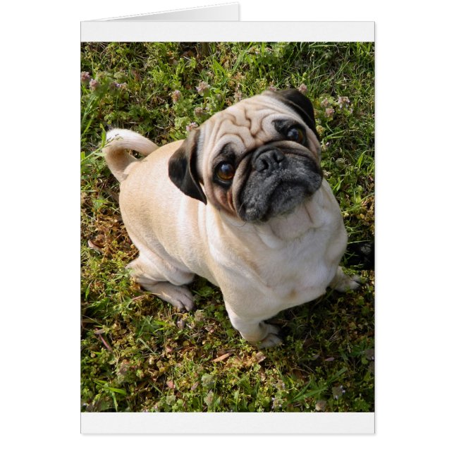 pug vol (Voorkant)