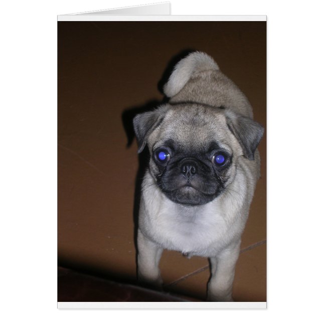 pug vol 5,png (Voorkant)