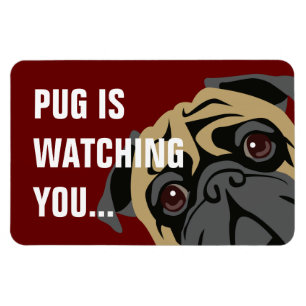 Pug volgt magneet