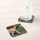 Pug Wearing Red Harness Bier Onderzetter (Rechterzijde)