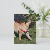 Pug Wearing Red Harness Briefkaart (Staand voorkant)