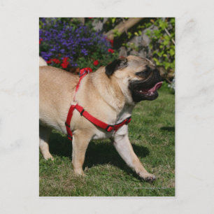 Pug Wearing Red Harness Briefkaart