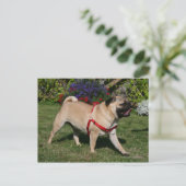 Pug Wearing Red Harness Briefkaart (Staand voorkant)