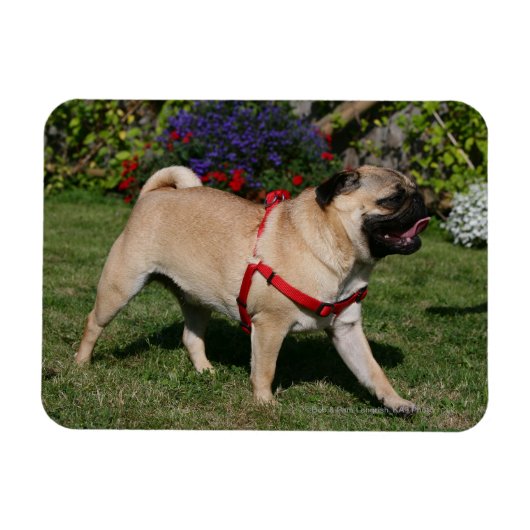 Pug Wearing Red Harness Magneet (Horizontaal)