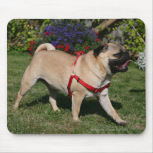 Pug Wearing Red Harness Muismat