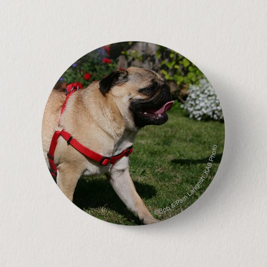 Pug Wearing Red Harness Ronde Button 5,7 Cm (Voorkant)