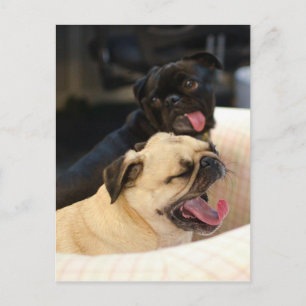 Pug Yawn Briefkaart