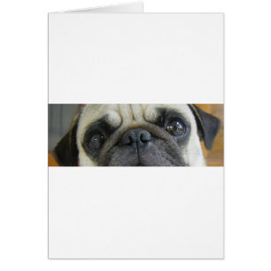 pug yeux de faon.png