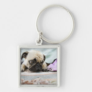 Pug ziet er onschuldig uit na de teen te kauwen sleutelhanger
