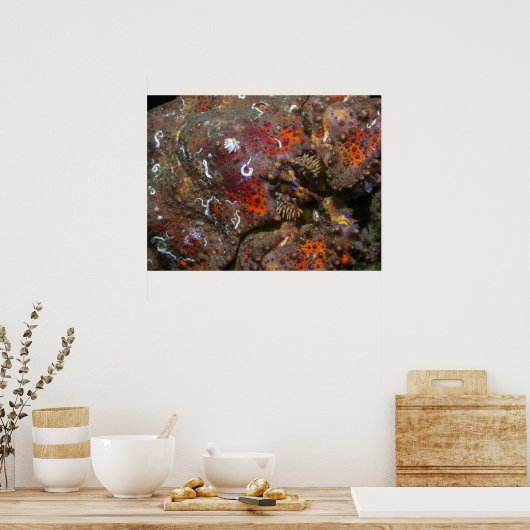 Puget Sound King Crab Poster (Keuken)