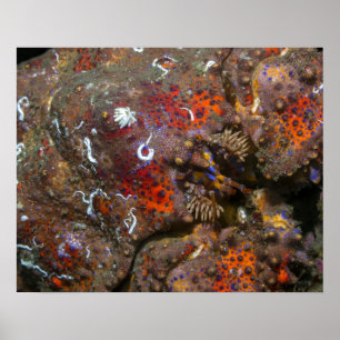 Puget Sound Koningskrab Poster
