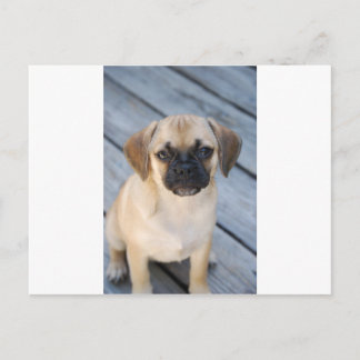 puggle briefkaart