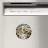 puggle magneet (Insitu (Vaatwasser))