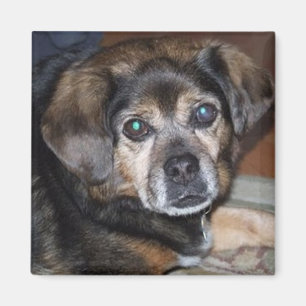 Puggle Magnet Magneet