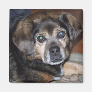 Puggle Magnet Magneet