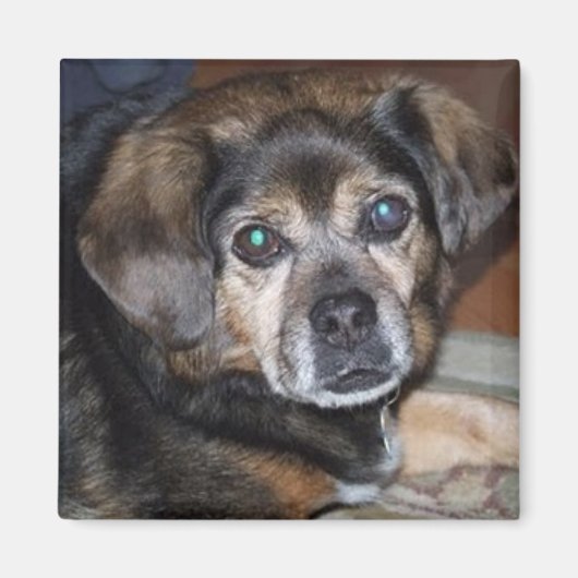 Puggle Magnet Magneet (Voorkant)