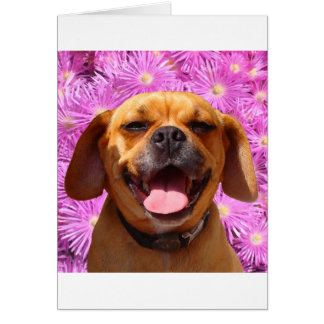 Puggle mignon
