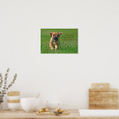 Puggle Op De Loop Poster (Keuken)